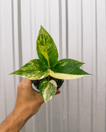 A hand holding a 4-inch pot of Variegated Anthurium 'Hookeri' with elongated leaves showing variegation in shades of green, white, and yellow.