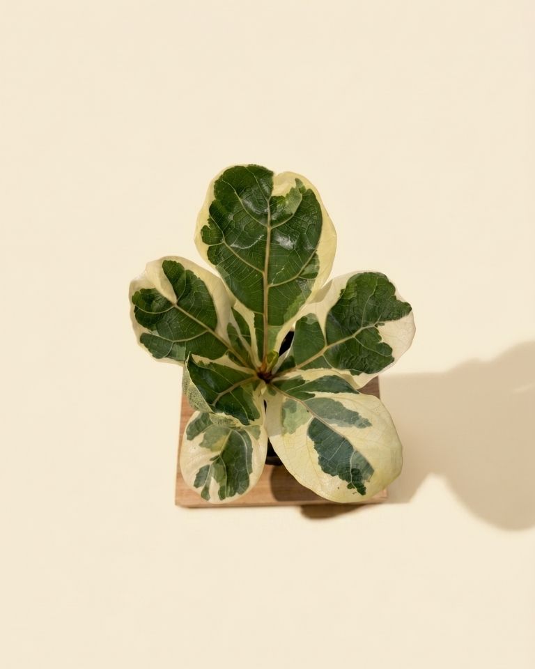 variegated fiddle leaf fig tree 4" Variegated Ficus 'Lyrata'