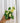 Hand holding a potted hoya plant with variegated leaves against a metal background