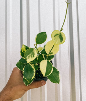 Hand holding a potted hoya plant with variegated leaves against a metal background