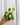 Hand holding a potted hoya plant with variegated leaves against a metal background