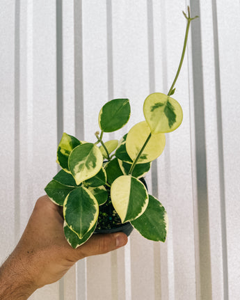 Hand holding a potted hoya plant with variegated leaves against a metal background