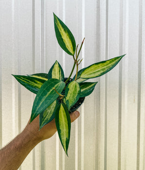 A person holding a 4-inch pot of a variegated Hoya Macrophylla plant with green and yellow leaves.