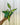 A person holding a 4-inch pot of a variegated Hoya Macrophylla plant with green and yellow leaves.