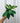 Hand holding a green leafy plant against a metal background