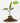 A potted 4-inch Variegated Musa Florida 'Bronana' plant with green and white striped leaves, placed on a bed of soil, with a 'BWH Exclusive' badge.