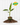 A potted 4-inch Variegated Musa Florida 'Bronana' plant with green and white striped leaves, placed on a bed of soil, with a 'BWH Exclusive' badge.