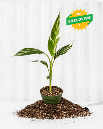 A potted 4-inch Variegated Musa Florida 'Bronana' plant with green and white striped leaves, placed on a bed of soil, with a 'BWH Exclusive' badge.