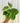 A person holding a 4-inch Variegated Philodendron Hederaceum plant with heart-shaped leaves splashed with creamy, yellowish variegation.