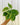 A person holding a 4-inch Variegated Philodendron Hederaceum plant with heart-shaped leaves splashed with creamy, yellowish variegation.