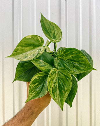 A person holding a 4-inch Variegated Philodendron Hederaceum plant with heart-shaped leaves splashed with creamy, yellowish variegation.