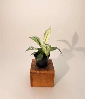 4" Variegated Spathiphyllum 'Sensation'