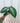 A person holding a Xanthosoma lindenii 'Magnificum' plant with large green leaves with white veining.