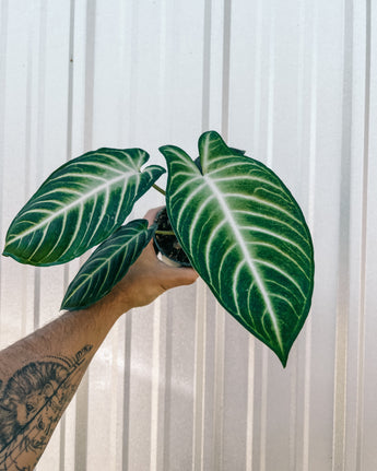 A person holding a Xanthosoma lindenii 'Magnificum' plant with large green leaves with white veining.