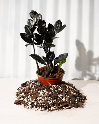 A potted Zamioculcas Zamiifolia 'Black Queen' plant with deep black foliage placed on a bed of soil against a white background.