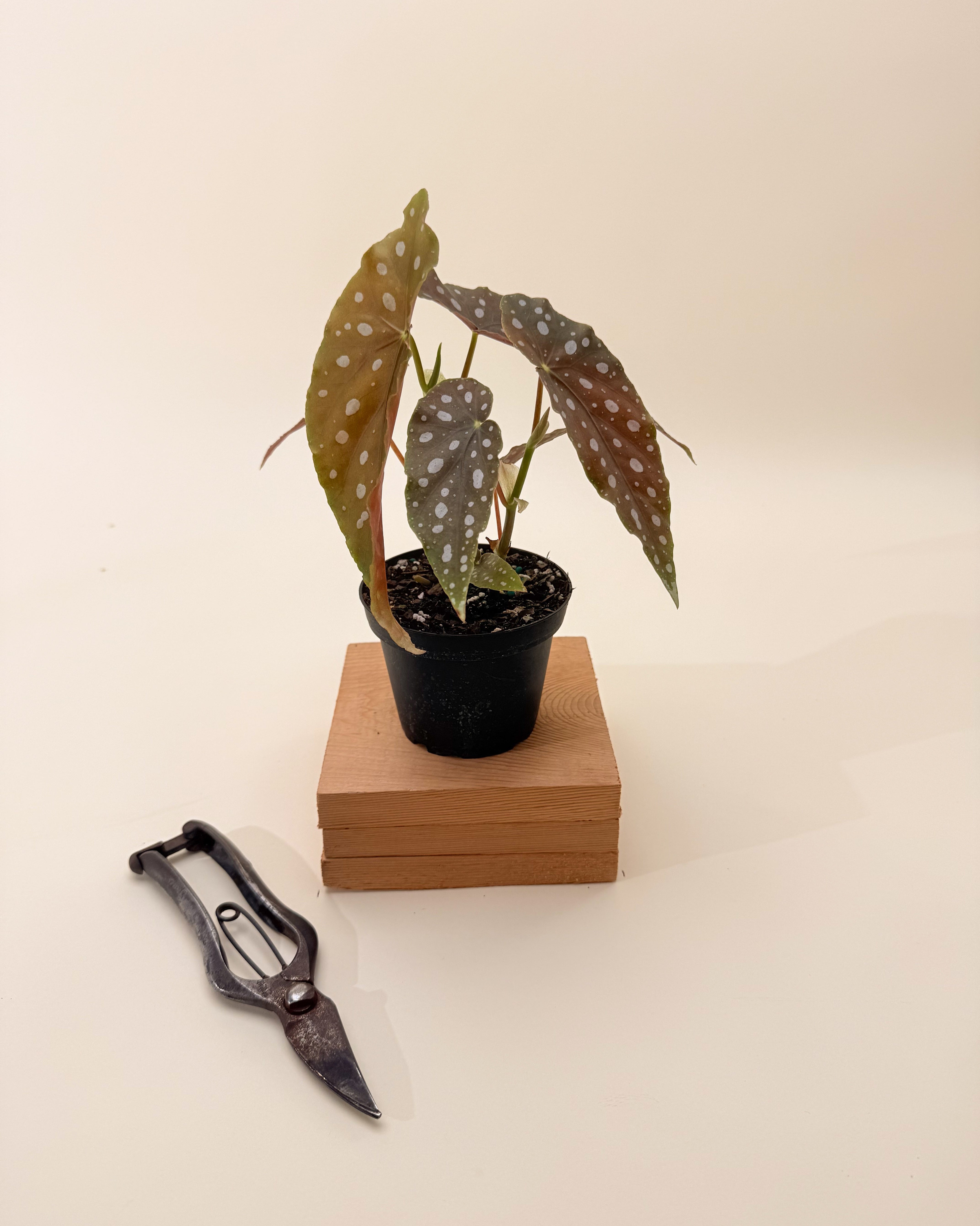 polka dot philodendron 4" Begonia Maculata 'Polka Dot'