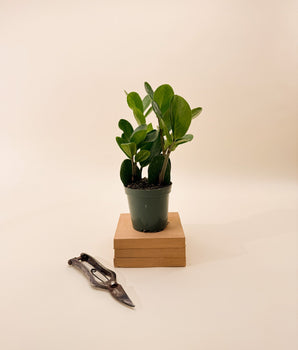 4" Zamioculcas Zamiifolia 'Lucky'