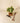 6" Epipremnum Aureum 'Manjula Compacta' (Hanging Basket)