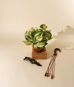 6" Epipremnum Aureum 'Manjula Compacta' (Hanging Basket)