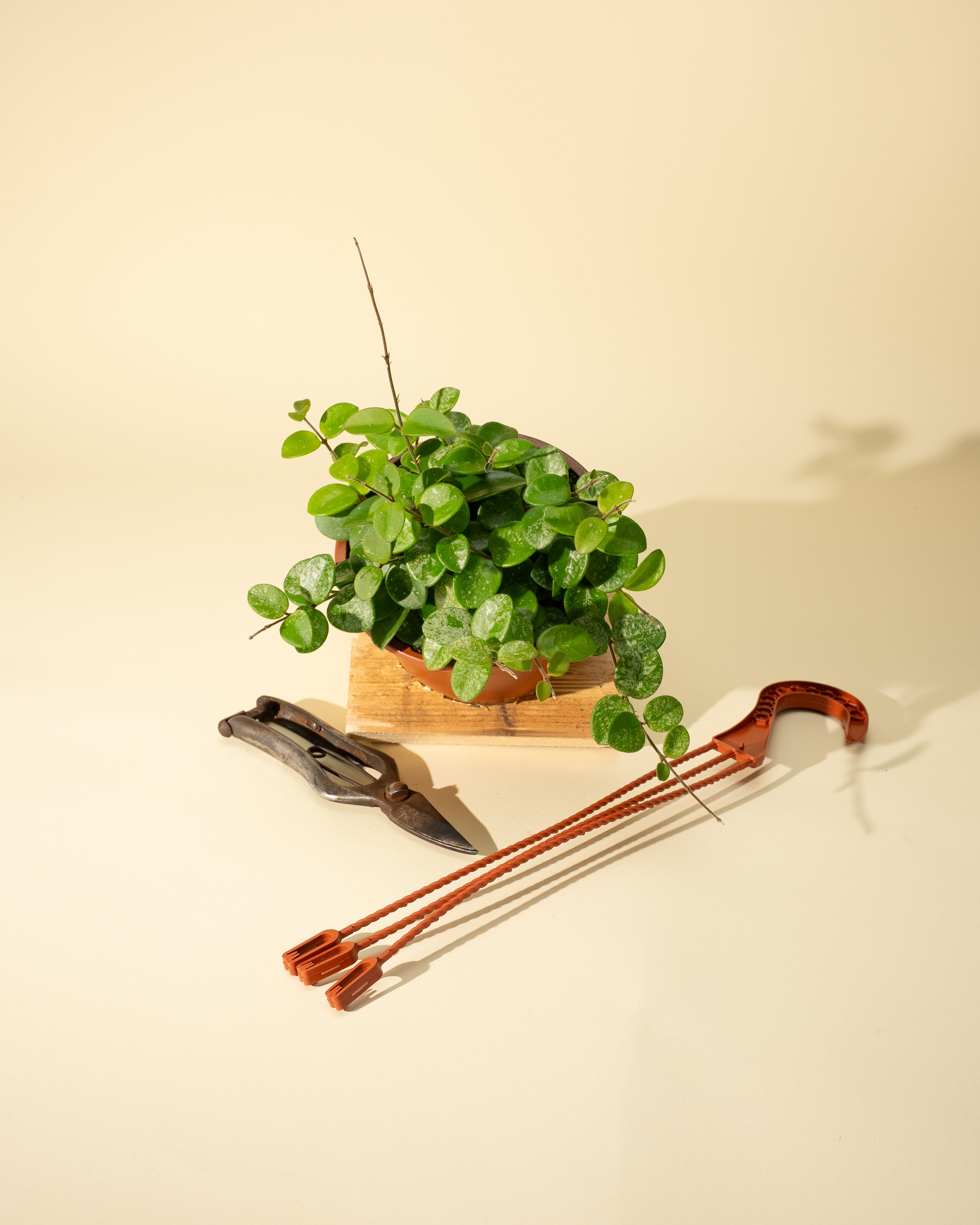 miya hanging planter 6" Hoya 'Mathilde' (Hanging Basket) – BWH Plant Co