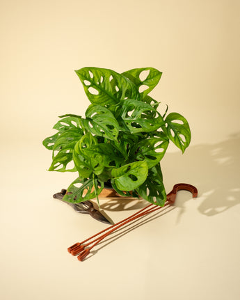 A Monstera Adansonii 'Swiss Cheese' plant in a hanging basket, with vibrant green leaves, displayed against a neutral background.