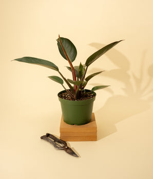 6" Philodendron 'Rojo Congo'