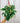 A person holding a 6-inch Philodendron 'Silver Stripe' plant with striped leaves in a hanging basket.