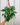 A person holding a 6-inch Philodendron 'Silver Stripe' plant with striped leaves in a hanging basket.