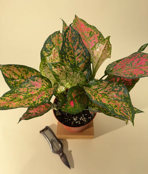 6" Aglaonema 'Valentine'