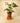 6" Anthurium 'Caliente'
