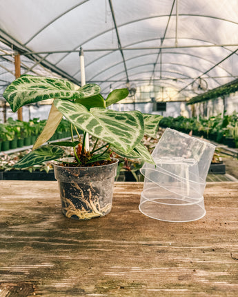 A 6-inch clear plastic grow pot placed on a wooden surface, with plants in the background.