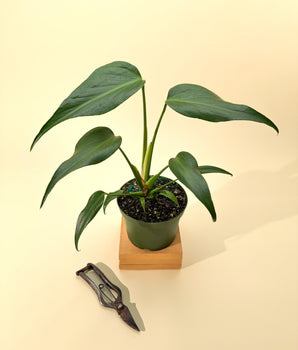 6" Monstera 'Burle Marx Flame'