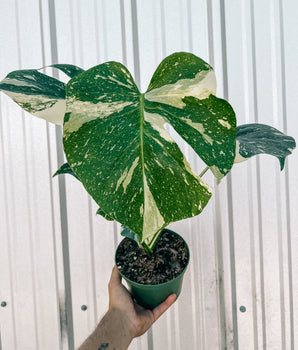 A person holding a potted Monstera 'Thai Constellation' plant with variegated white and green leaves against a metal background.