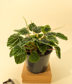 6" Peperomia 'Caperata Green'