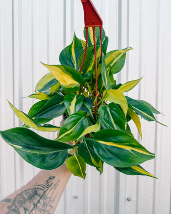 A person holding a 6-inch Philodendron 'Brasil' plant with heart-shaped leaves showing green and yellow variegation in a hanging basket.