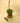 6" Pilea 'Moon Valley' (Hanging Basket)