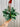 A person holding a 6-inch Scindapsus 'Treubii Moonlight' plant in a hanging basket with silvery leaves.