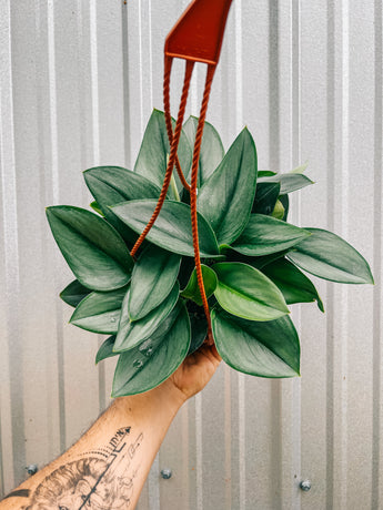 A person holding a 6-inch Scindapsus 'Treubii Moonlight' plant in a hanging basket with silvery leaves.