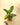 Potted variegated green congo plant with yellow and green leaves on a beige background