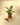 Potted Variegated Green Congo plant on a wooden block with a pair of shears on a beige background