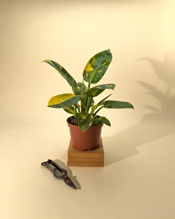 Potted Variegated Green Congo plant on a wooden block with a pair of shears on a beige background