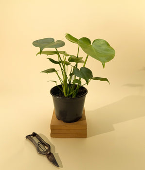 6" Monstera 'Deliciosa'
