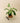 6" Philodendron 'Jose Buono Fiesta'
