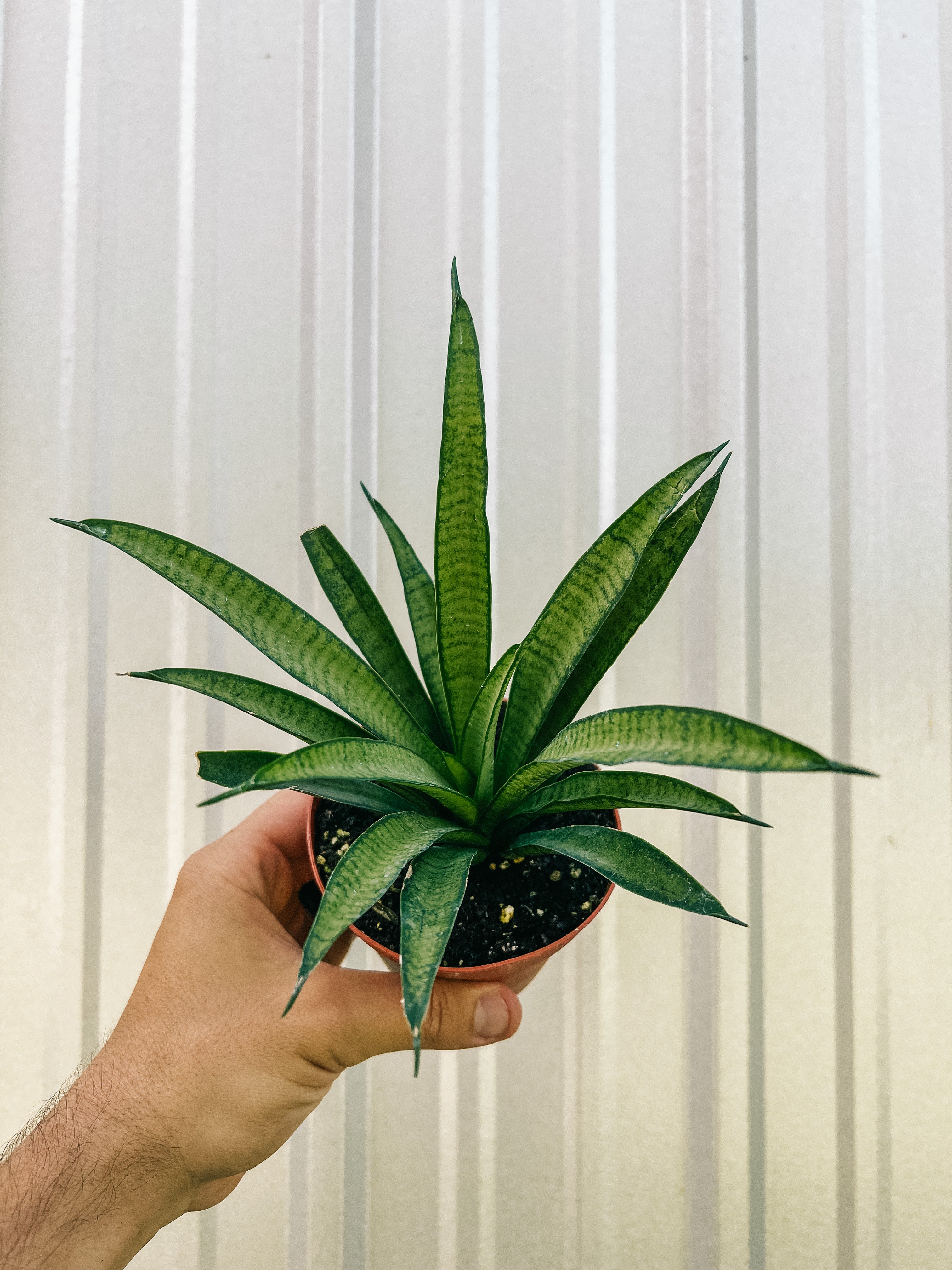 prem sansevieria 4” Sansevieria 'Lilliput'
