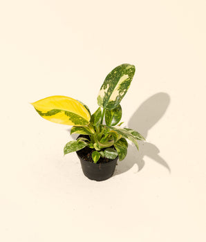 4" Variegated Philodendron Green Congo 'Copper Flame'
