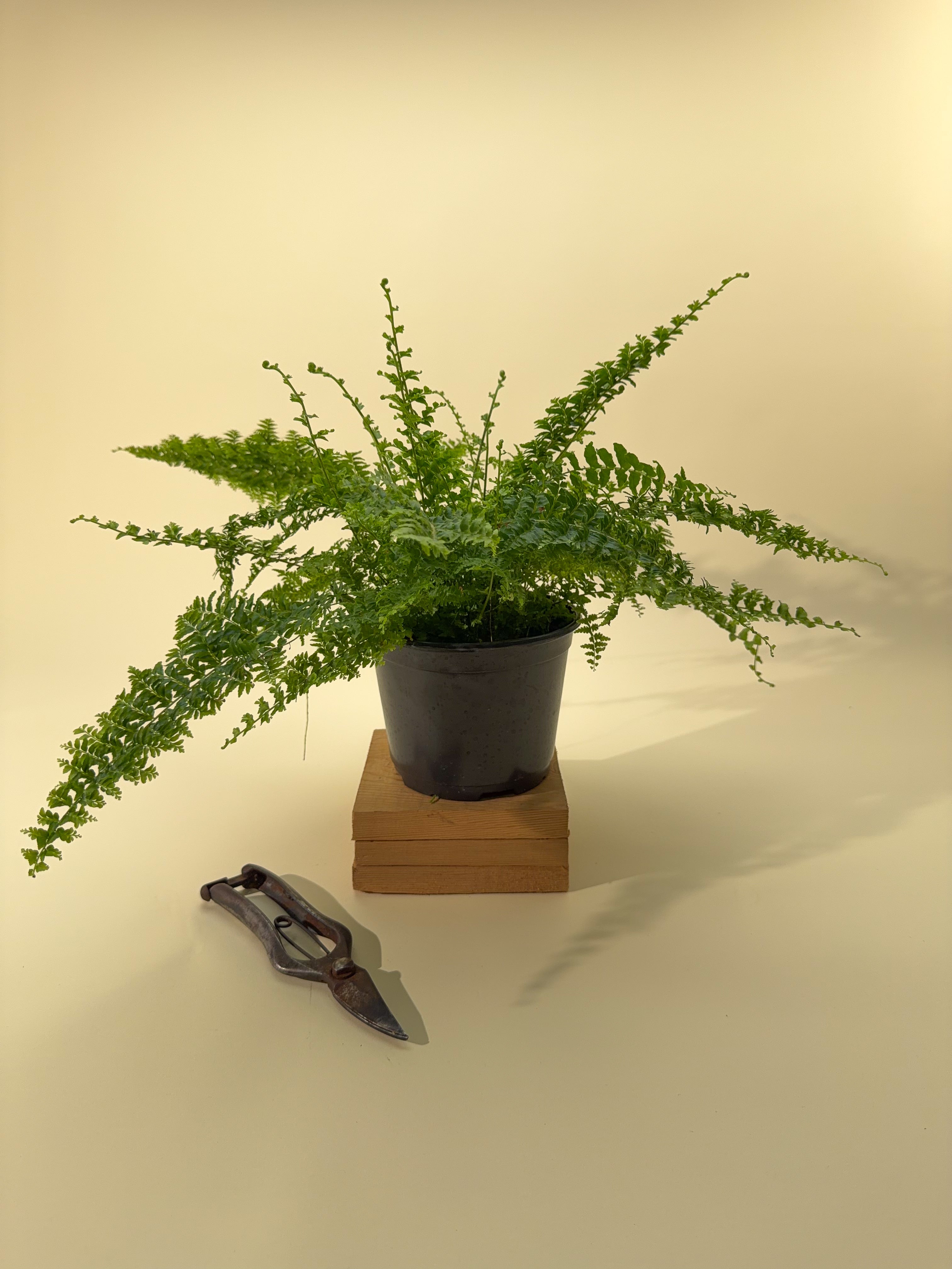 fern like indoor plant 6" Fern 'Green Fantasy'