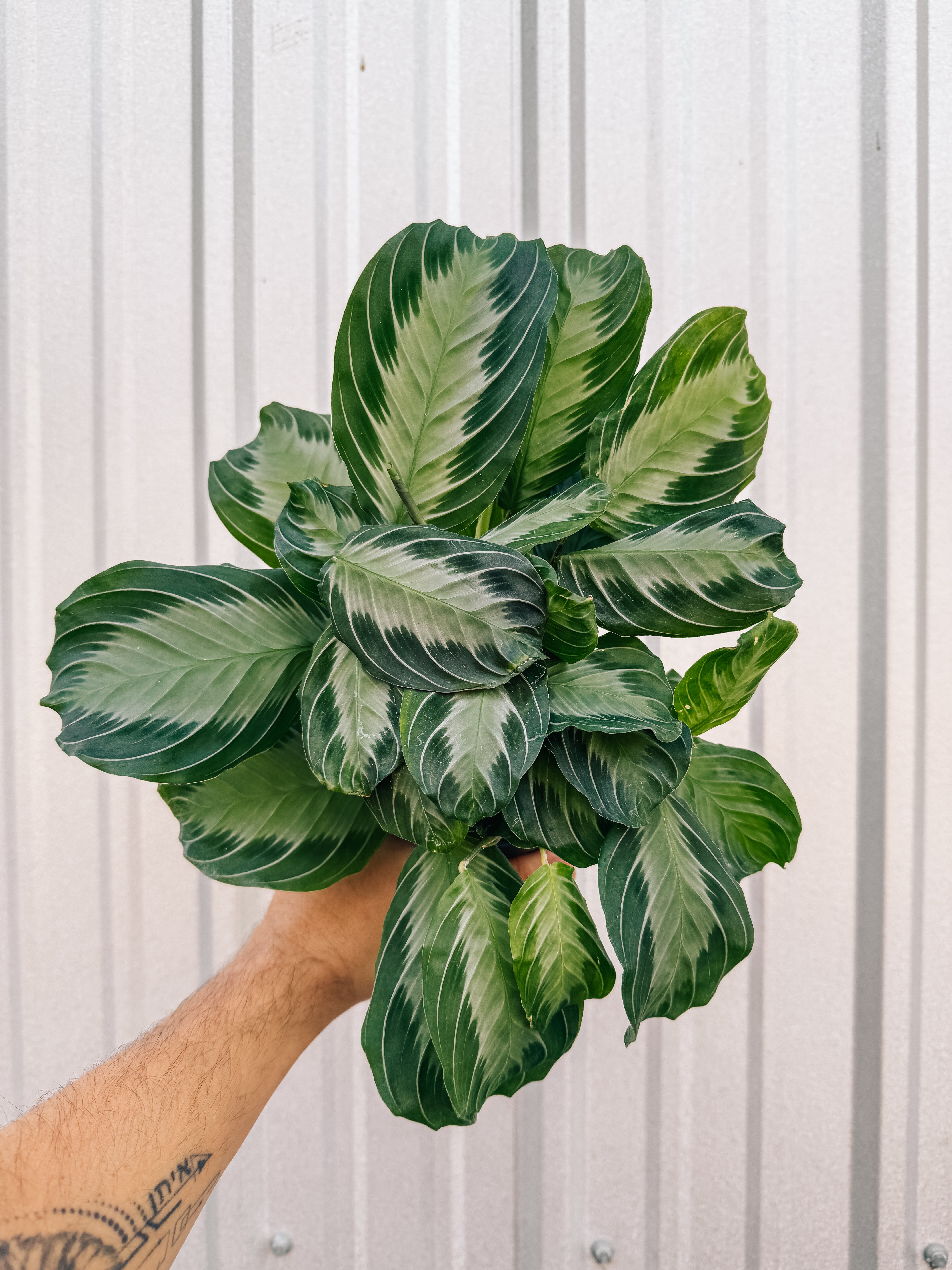 prayer plant tattoo 4" Maranta Leuconeura 'Silver Band' – BWH Plant Co