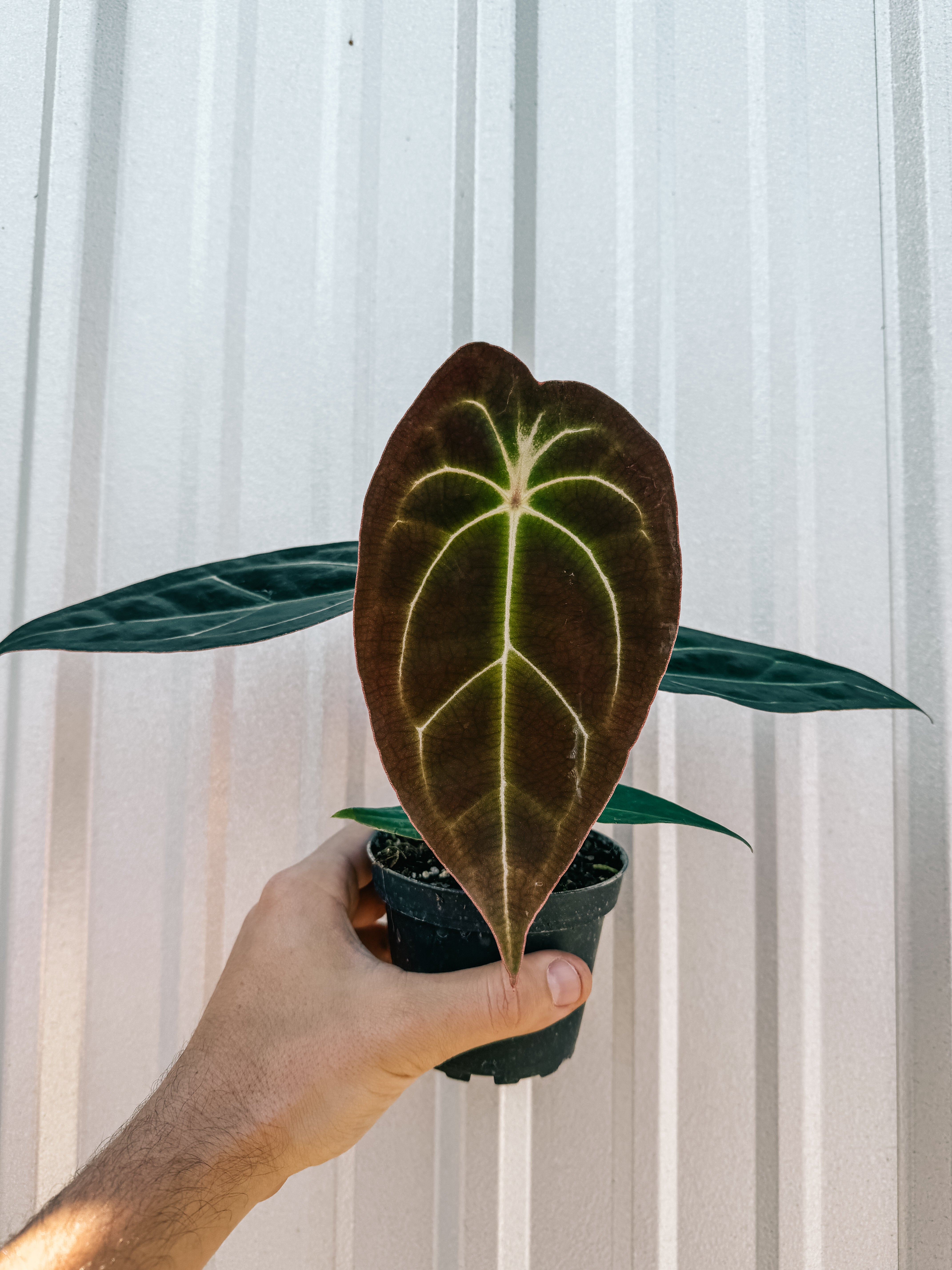 anthurium forgettii 4" Anthurium 'Forgetii x Carlablackiae'