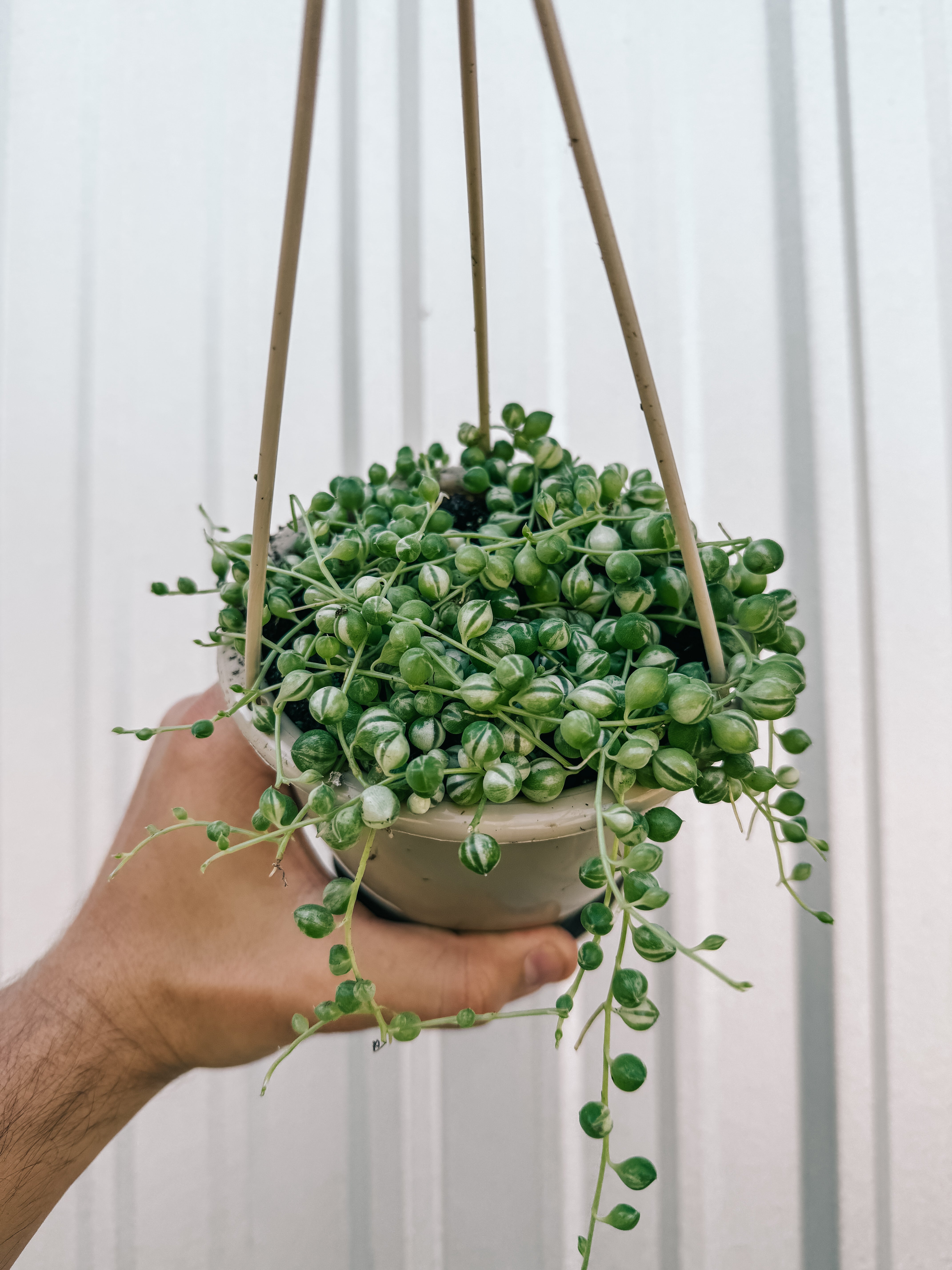 hanging bead succulent 4.5" Variegated Senecio 'String of Pearls' (Hanging Basket)