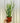 4" Euphorbia Tirucalli 'Firesticks Cactus'